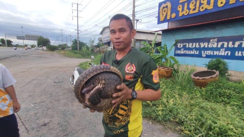 ปทุมธานีชาวบ้านฮือฮาพบตัวนิ่มกู้ภัยเร่งช่วยเหลือนำส่งปศุสัตว์