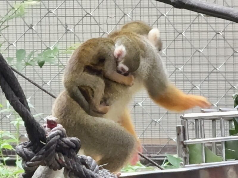 สวนสัตว์เปิดเขาเขียว ต้อนรับสมาชิกใหม่ “ลูกลิงกระรอก” 5 ตัวสุดน่ารัก และให้เด็กเที่ยวฟรี 28 ก.ค.