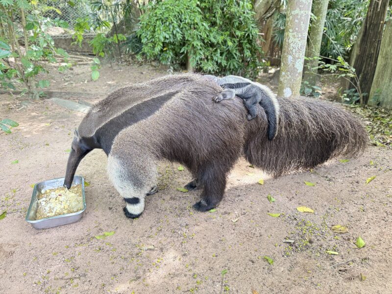 ข่าวดี ! ลูกตัวกินมดยักษ์ หาชมยาก ลืมตาดูโลกที่สวนสัตว์เปิดเขาเขียว ชวนชมความน่ารัก เด็กเที่ยวฟรี 23 ต.ค.นี้