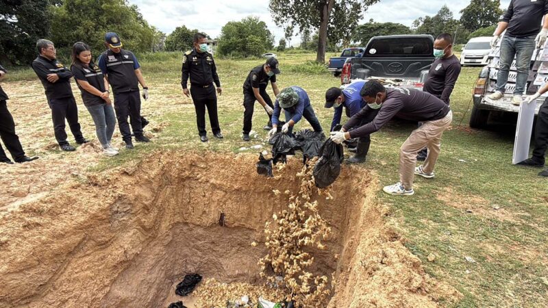มุกดาหาร ด่านกักกันสัตว์มุกดาหารทำลายของกลางลูกไก่ไข่และกุ้งมังกรคดีสิ้นสุด