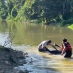 สระแก้ว – วัวเขมร วัวแม่พันธุ์ตก คลองพรหมโหดจมน้ำตาย เจ้าของเผยเพิ่งคลอดลูกได้ไม่กี่วัน