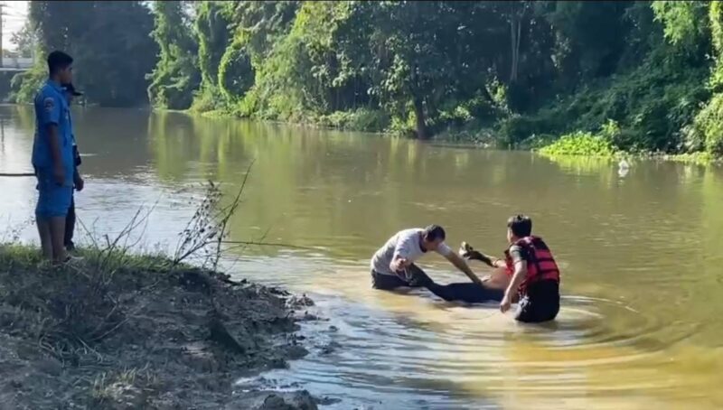 สระแก้ว – วัวเขมร วัวแม่พันธุ์ตก คลองพรหมโหดจมน้ำตาย เจ้าของเผยเพิ่งคลอดลูกได้ไม่กี่วัน