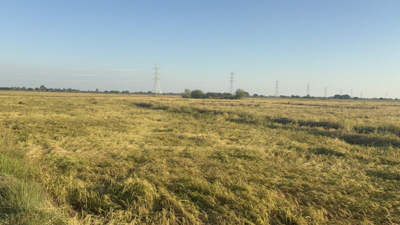 อ่างทอง – ชาวนาระดมเครื่องสูบน้ำออกนาพื้นที่นาน้ำท่วมหลายพันไร่เพื่อเก็บเกี่ยวข้าวที่กำลังออกรวงสุกงอม