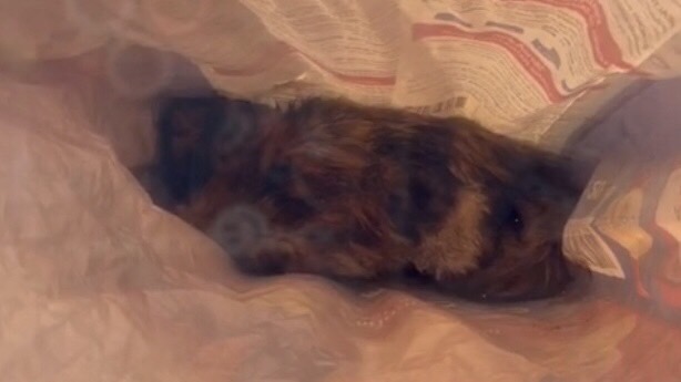 สลด ฆ่าแมวเปอร์เซียยัดกระสอบทิ้งหน้าบ้าน อ้างหมากัดเหลือแต่ซาก