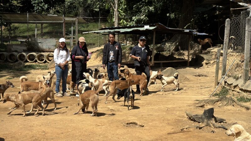 วิกฤต “หนำกลางป่ามะหมาภูเขา” สัตว์จรจัด400กว่าชีวิตขาดอาหารหนัก หลังน้ำท่วมซัดที่พักพังยับ วอนช่วยผ่านโมเดล “ที่พักปันน้ำใจ”