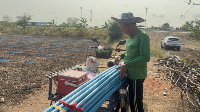 อ่างทอง – ชาวนาเปลี่ยนพื้นนาหันปลูกผักเมื่ออาชีพทำมาในปัจจุบันไม่ค่อยตอบโจทย์กับรายได้มากนัก ชาวนาพื้นที่อำเภอเมืองอ่างทอง ทดลองแบ่งพื้นที่ 6 ไร่ จากที่เคยทำนา 36 ไร่ ลองเปลี่ยนพื้นที่บางส่วนมาปลูกผักชีและถั่วแระ