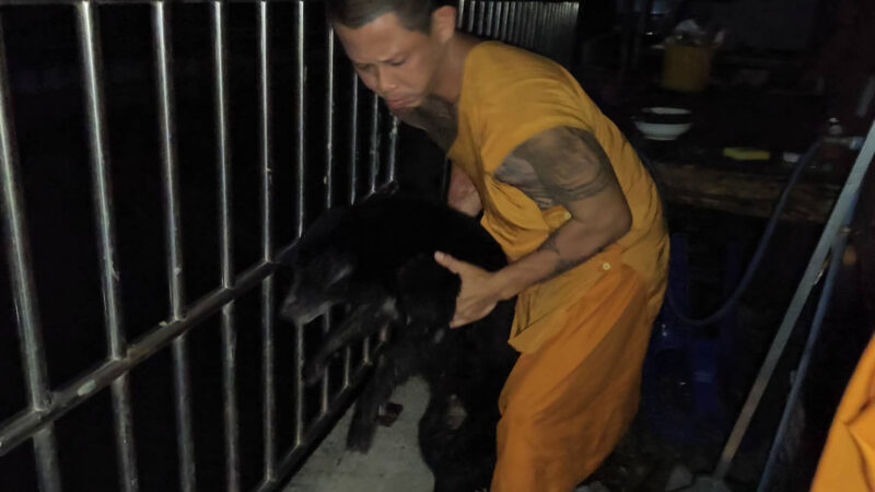 คุณพระช่วย! หลวงพี่ช่วยเจ้าตูบตาบอดลอยคออยู่ในน้ำ หลังพลาดตกคลองหลังวัด รอดตายหวุดหวิด