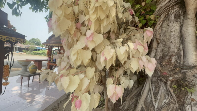 อ่างทอง เลขเสี่ยงทายต้นโพธิ์ใบสีขาวและใบสีชมพูคนดวงเฮงนำชุดไทยสใบเฉียงมาถวายหลังสมใจปรารถนา ไม่พลาดเสี่ยงเซียงเซีได้ตัวเลข 328 ล้วงไห้เสี่ยงโชคได้ตัวเลข 82 นำไปเสี่ยงดวง