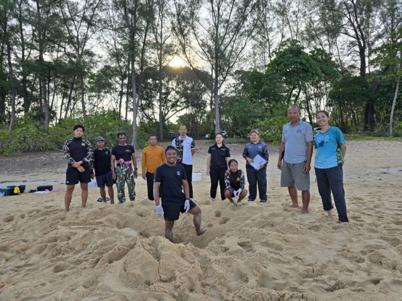 พังงา-ข่าวดี… พบ “เต่ามะเฟือง” ขึ้นวางไข่นอกฤดูกาล อุทยานฯ เร่งย้ายรังสู่พื้นที่ปลอดภัย