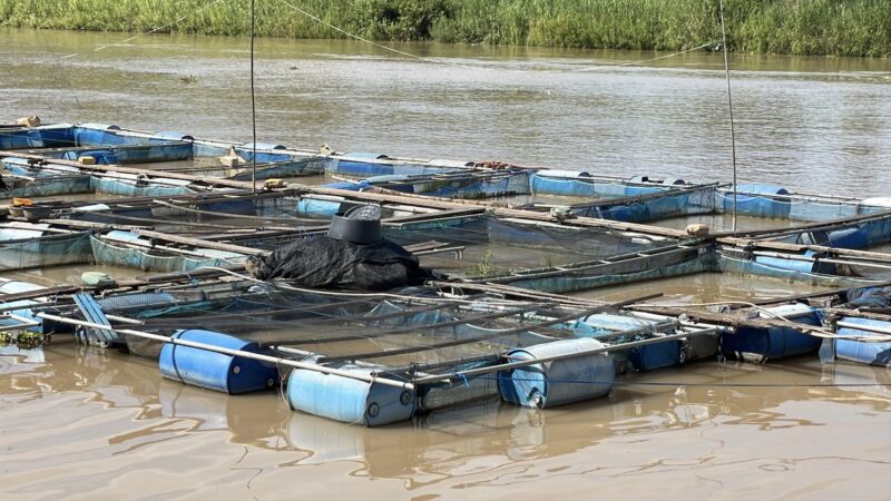 อ่างทอง – ประมงอ่างทองพบผู้เลี้ยงปลากระชังแจ้งข้อมูลและเฝ้าระวังผลกระทบจากการระบายน้ำท้ายเขื่อนเจ้าพระยา