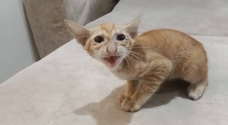 ชื่นชมน้ำใจ สายตรวจ สภ.เมืองพัทยา รุดช่วยลูกแมวติดในรถยนต์ ปชช.