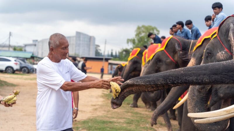 “สัญญาณแห่งความอุดมสมบูรณ์! สวนนงนุชพัทยาต้อนรับ ‘พังฟ้ารุ่ง’ ลูกช้างเชือกที่ 2 ใน 1 เดือน”
