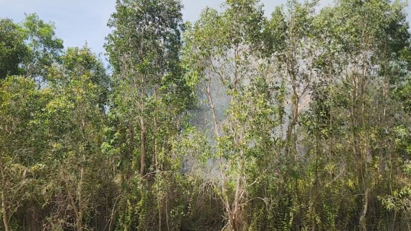 ประสานฝนหลวง บินทำฝนดับเพลิงไหม้ป่าพรุรุนแรง ขยายวงกว้างเสียหายนับ 1,000 ไร่แล้ว ขณะที่กรมอุทยานฯ ระดมกำลังเจ้าหน้าที่ดับไฟป่า และหน่วยงานเข้าพื้นที่ เร่งสกัดให้อยู่ในวงจำกัด