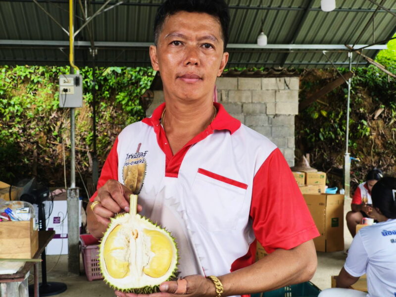 พังงา–เริ่มแล้ว ฤดูกาลทุเรียนสาลิกา ราชาทุเรียนบ้านเบอร์ 1 ของภาคใต้ จีไอของแท้ต้องที่อำเภอกะปง เกษตรกรเตรียมเปิดสวนชมชิมช้อป