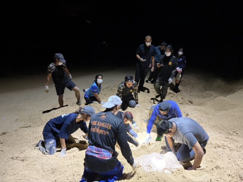 พังงา-เห็นจะจะ! พบแม่เต่ามะเฟืองขึ้นวางไข่นอกฤดูกาล รังที่ 3 ที่หาดท้ายเหมือง เจ้าหน้าที่เร่งย้ายไข่เข้าคอกอนุบาล
