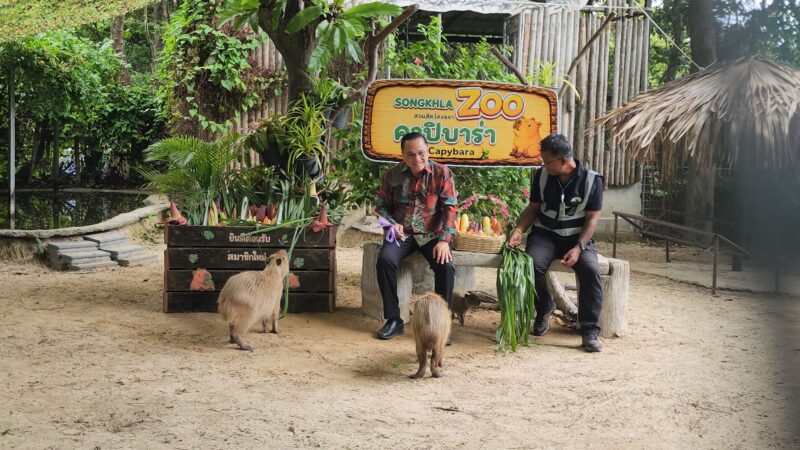 สวนสัตว์สงขลา ชวนชมความน่ารักแก๊งลูกหนูยักษ์ “คาปิบาร่า” คนไทยรับโปรโมชันลดค่าบัตรผ่านประตู 20%