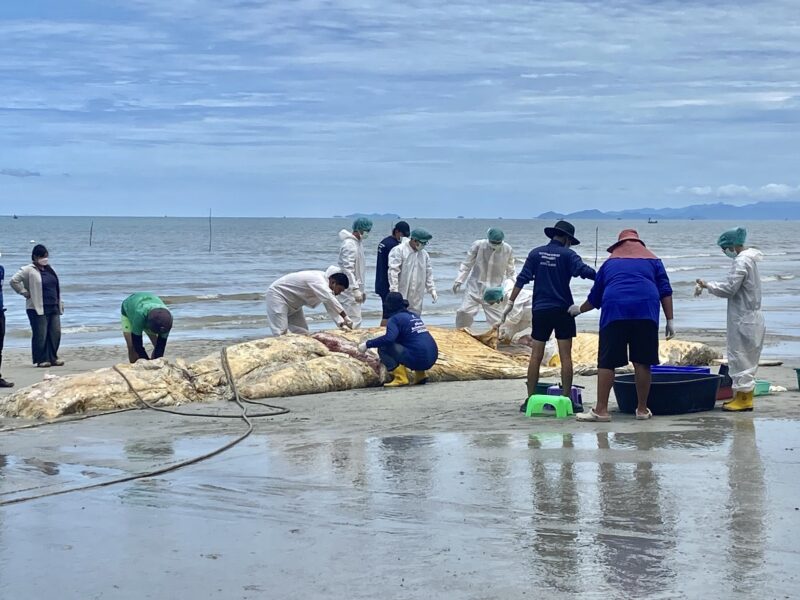 ข่าว พบแล้วซากวาฬบลูด้า ลอยทะเล เจ้าหน้าที่ ศรชล.ลากมาเกยชายหาดไพลินให้ศูนย์วิจัยทรัพยากรทางทะเลและชายฝั่งภาคตะวันออกตรวจสอบ เผยตายมาแล้ว 2 อาทิตย์