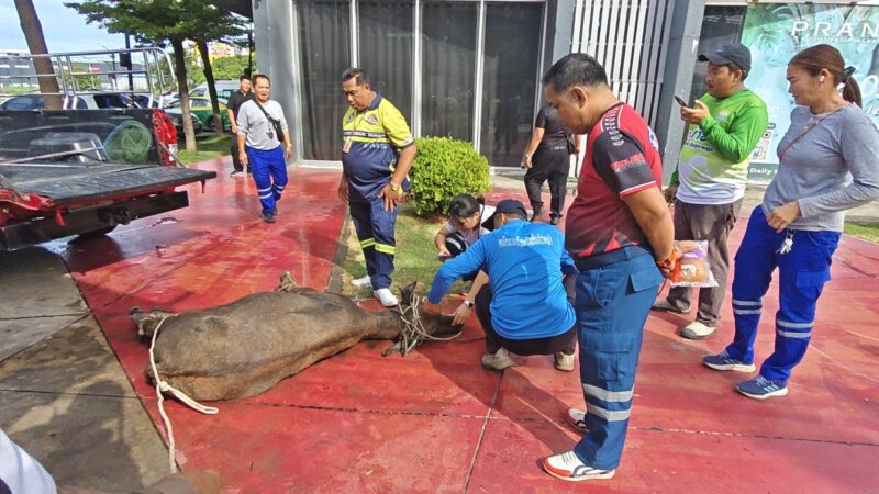 ปทุมธานีระทึกลูกกระบือวิ่งพล่านถนนพหลโยธินรถขับหลบวุ่นก่อนกู้ภัยรวบตัว