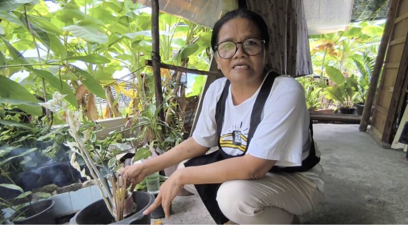 นครนายก – ชาวบ้านนำต้นสะแหยกหรือกวักเงิน – กวักทองต้นสีเขียวมาปลูกเกิดแตกกิ่งออกเป็นต้นสีขาวคาดว่าจะมาให้โชคใกล้วันหวยออก