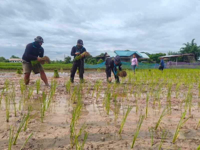 ทหารพราน 2107 ลงพื้นที่เสริมสร้างความสัมพันธ์ลงแขกดำนาช่วยเหลือเกษตรกรเสริมสร้าง ความสามัคคี