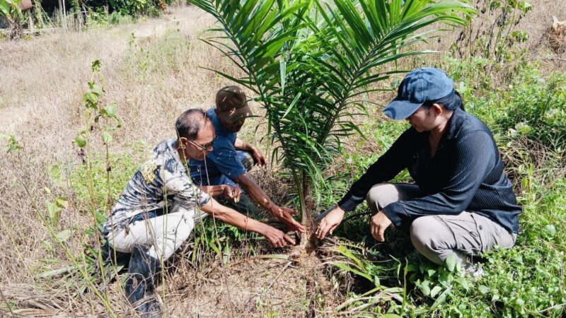 ​ชุมพร-ข่าวด่วนวิกฤตระดับชาติ & โลก ​มหันตภัยสัตว์ป่าแอฟริกาบุกชุมพร! กัดกินโคนปาล์มวอดพินาศ ​วิกฤต ‘นากหญ้า’ เอเลี่ยนสปีชีส์ทะลักทลายสวนปาล์มน้ำมัน เตือนปล่อยไว้พังพินาศทั้งภาคใต้ วอนรัฐบาลเร่งสกัดด่วน!