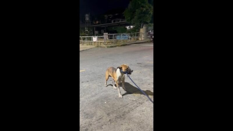 พลังคนรักสัตว์! ช่วยชีวิต “น้องหมาตุ้ยนุ้ย” ตกคูน้ำลึก