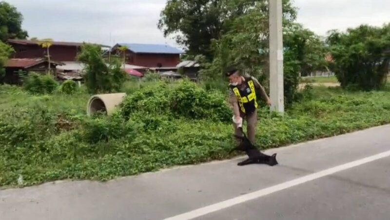 ข่าว ชื่นชม! ตร.ทางหลวง ห่วงใยประชาชน เก็บซากสุนัขถูกรถชนตายบนถนน ป้องกันอุบัติเหตุ