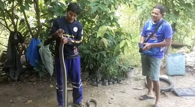 ผวาใต้หลังคา! จงอางยักษ์ยาวกว่า 3 เมตร เลื้อยซุกบ้านชาวบ้านที่นาทวี คอหวยไม่พลาดส่อง “เลขเด็ด” เสี่ยงโชค