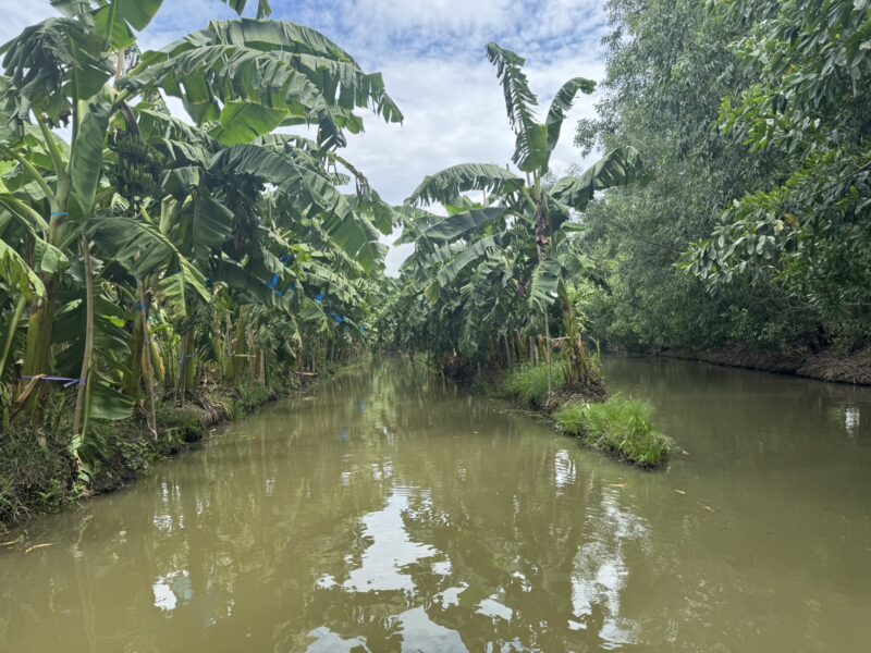 ปทุมธานี – เจ้าของสวนกล้วยหอมช็อกเจอจระเข้โผล่ว่ายน้ำ3ตัวประมงเร่งปูพรมล่าเช็กฟาร์มยันไม่ได้หลุด