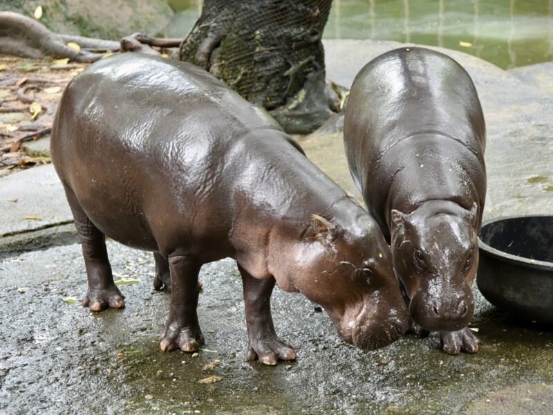 สวนสัตว์เปิดเขาเขียว ชวนฉลองวันเกิด 2 ปี “หมูเด้ง HAPPY เด้ง DAY” และเปิดตัว “Hippo Village” ดึงเด็ก-ผู้สูงอายุเที่ยวฟรี 10–12 กรกฎาคมนี้