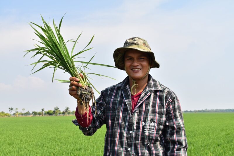 กำแพงเพชร – ผลการตอบรับของเกษตรกรไทย จากการใช้เมล็ดพันธุ์ข้าวคุณภาพดี พันธุ์ข้าว กข41 ให้ผลผลิตสูง มีความแข็งแรง และทนทานต่อโรคแมลง ตอบสนองต่อความต้องการของชาวนาเป็นอย่างดี