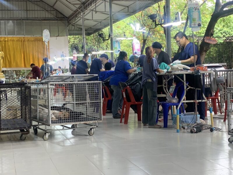 กำแพงเพชร- จิตอาสาผนึกกำลังทีมแพทย์สัญจร จัดโครงการทำหมันหมา-แมวจรครั้งใหญ่ ถวายเป็นพระราชกุศลเนื่องในโอกาสวันเฉลิมพระชนมพรรษาพระบาทสมเด็จพระเจ้าอยู่หัว