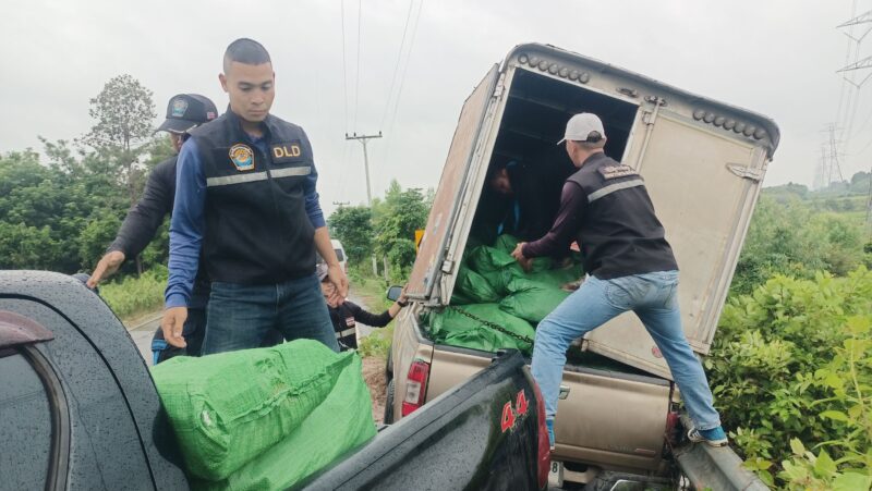 มุกดาหาร ชุดพระพิรุณ ไล่ล่าสกัดจับรถขนหนังหมูเถื่อนกว่า 2 ตันรวบผู้ต้องหาได้ 1 ราย มุกดาหาร – ชุดพระพิรุณ (ศพร.) กระทรวงเกษตรและสหกรณ์ สนธิกำลังไล่ล่าสกัดจับรถขน หนังหมูเถื่อนจำนวน 132 กระสอบ ประมาณ 2,640 กิโลกรัม หนีการตรวจสอบ รวบผู้ต้องหาได้ 1 ราย