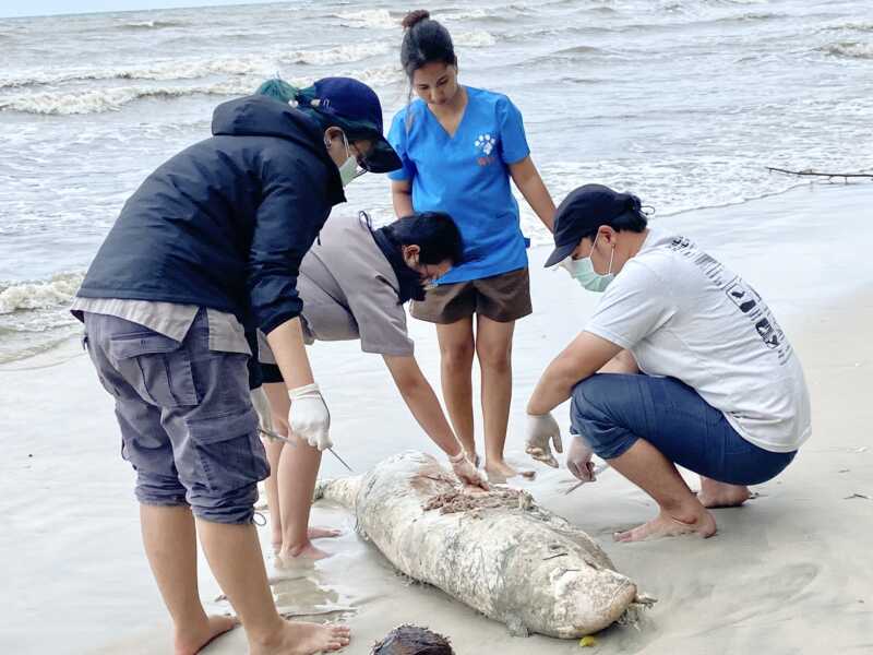 ตราด พบซากโลมาอิรวดีเน่าเกยตื้นชายหาดบ้านตาหนึก จ.ตราด สังเวยอ่าวตราดเป็นตัวที่ 10 ของปี