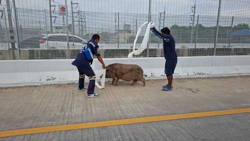 ปทุมธานี – เจ้าเล็กหมูป่า 100 โลหนีเที่ยวเดินป่วนบนสะพานข้ามแยกเจ้าของตามง้อกว่าชั่วโมงจึงยอมกลับ