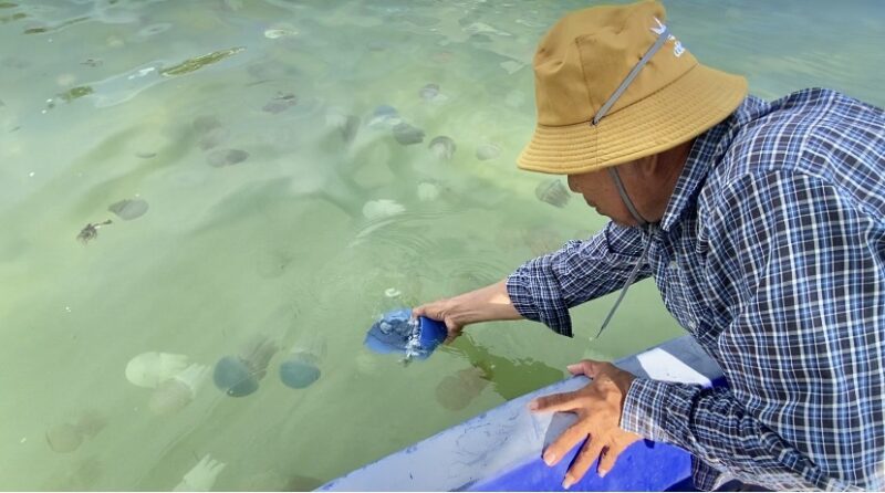 ตราด – ตื่นตา! ปรากฏการณ์แมงกะพรุนหลากสีโผล่อ่าวไม้รูด-คลองมะนาว ตราด ชาวบ้านเปิดเรือประมงบริการท่องเที่ยวนั่งชม