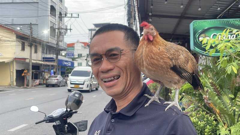 หนุ่มพา “ไก่ป่า” เกาะไหล่ซ้อนมอเตอร์ไซค์เที่ยว เผยเลี้ยงตั้งแต่ถูกแมวคาบมา จนกลายเป็นเพื่อนคู่ใจ พาออกมาใส่บาตรด้วยกันเป็นประจำ
