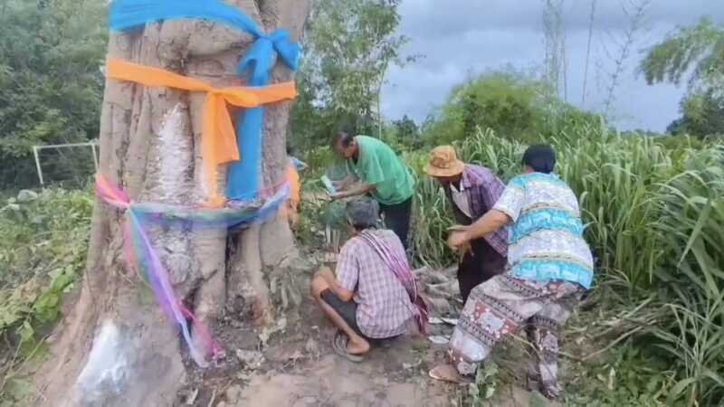 ร้อยเอ็ด – ฮือฮาแห่ขอเลขเด็ดต้นลูกหยีพายุพัดโค่นล้มแล้วหลายวันผ่านไปกลับลุกขึ้นตั้งเองอีกครั้ง