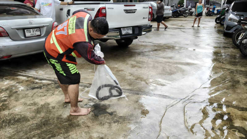 ปทุมธานี – ระทึกหนุ่มเปิดชักโครกผงะเจองูเห่าซุกตัวหนีน้ำท่วม