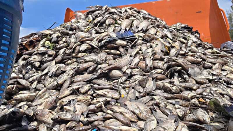 ปทุมธานี – ทม.ท่าโขลงเร่งเก็บซากปลาตายเกลื่อนคลองจี้ชลประทานปล่อยน้ำดีไล่น้ำเสีย