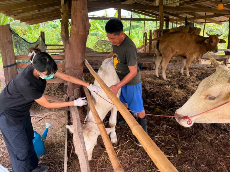 มุกดาหาร ปศุสัตว์อำเภอเมือง ณรงค์ฉีดวัคซีนป้องกันโรคลัมปี สกิน ในโค กระบือ