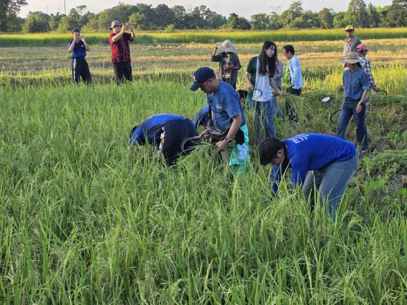 มหาสารคามฟื้นประเพณีลงแขกทำนา รวมพลังคนสองวัย สืบสานภูมิปัญญาข้าวไทย ส่งต่อวิถีชาวนาสู่เยาวชน